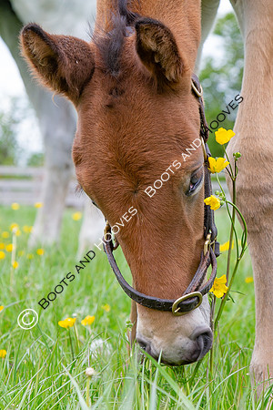 Foals