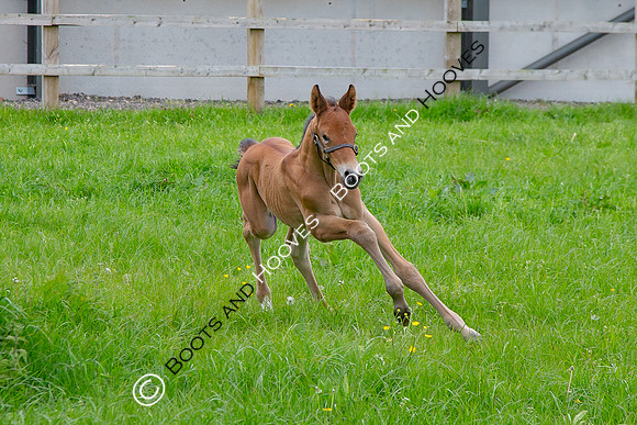 Foals