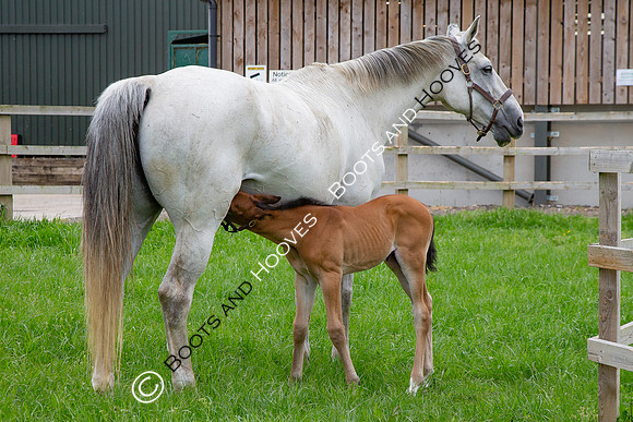 Foals