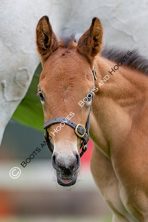 Foals