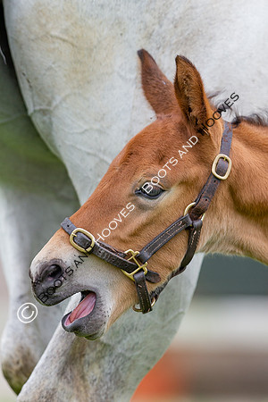 Foals