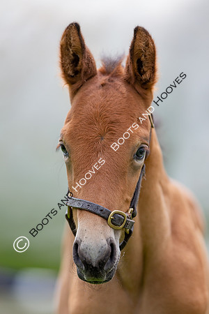 Foals