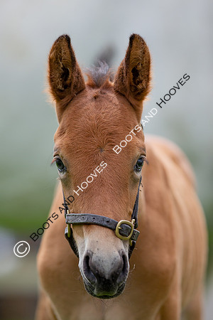 Foals