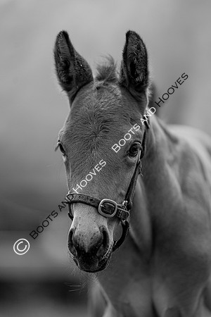 Foals