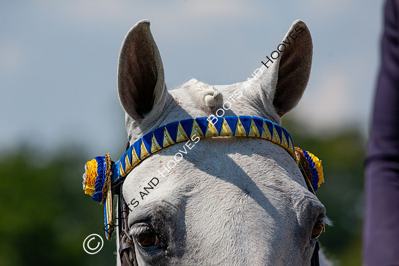 The Prenetics Royal International Horse Show