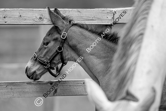Foals