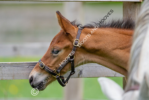 Foals