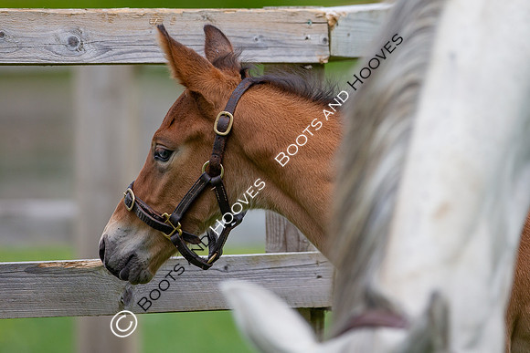 Foals