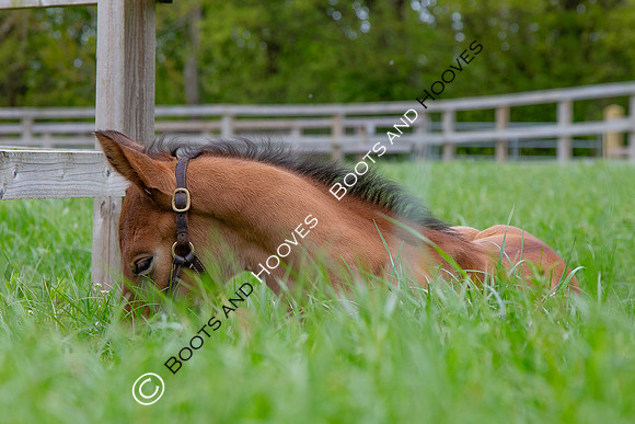 Foals
