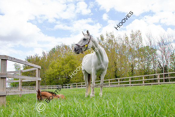 Foals