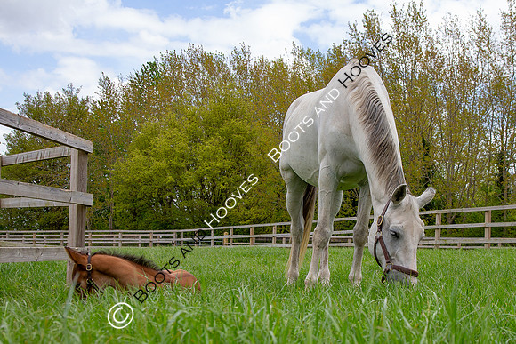 Foals
