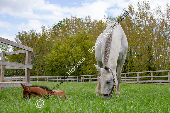 Foals