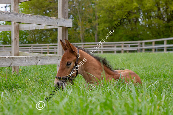 Foals