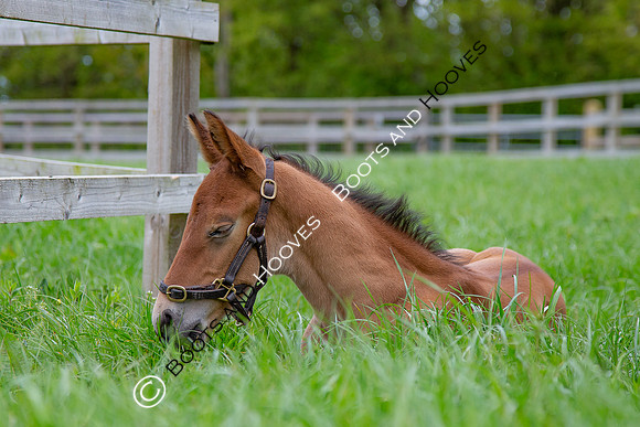 Foals