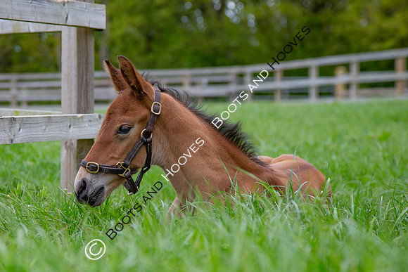 Foals
