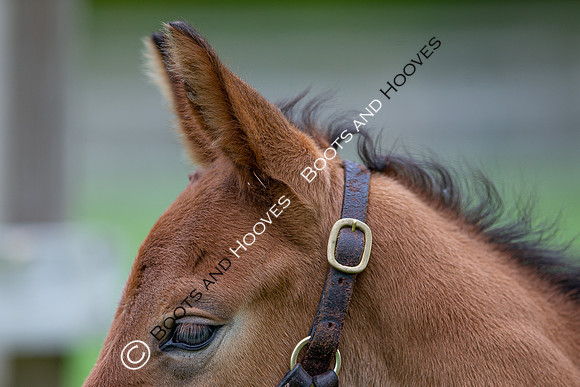 Foals