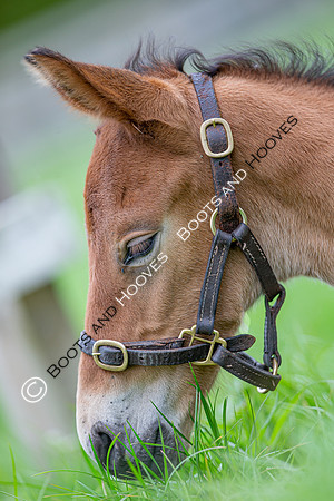 Foals