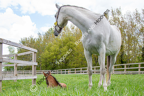Foals