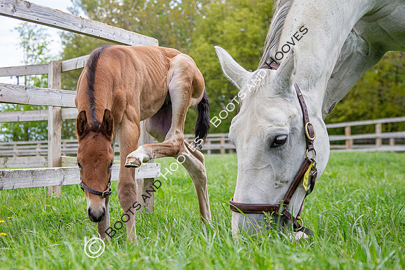 Foals