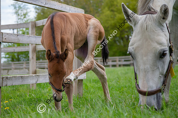 Foals
