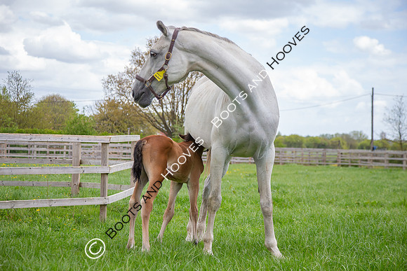 Foals