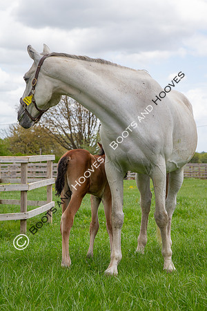 Foals