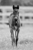 Foals