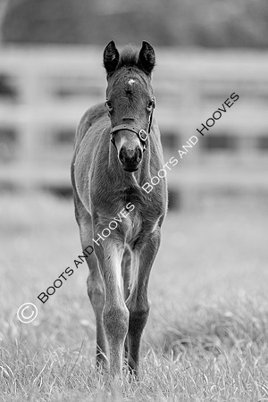 Foals