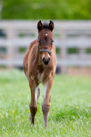 Foals