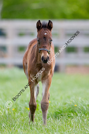 Foals