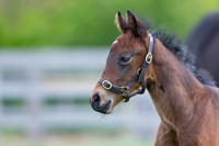 Foals