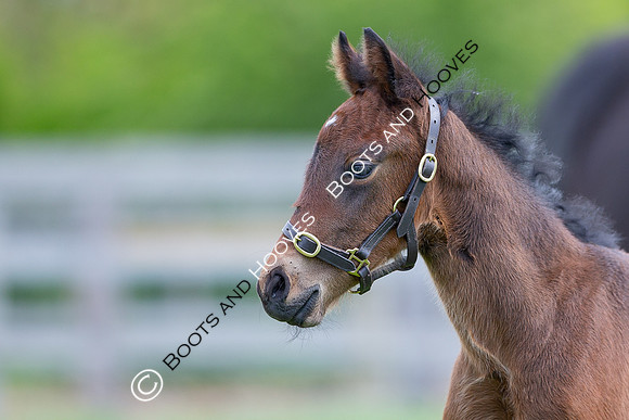 Foals
