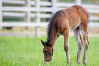 Foals