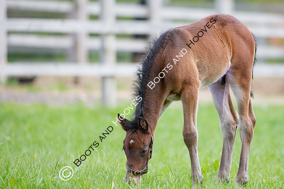 Foals