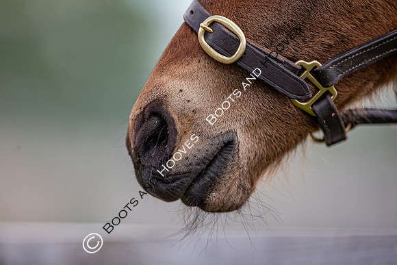 Foals