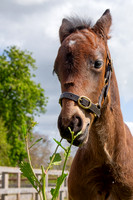 Foals