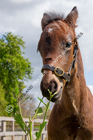Foals