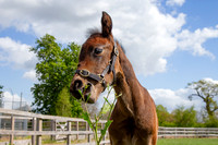 Foals