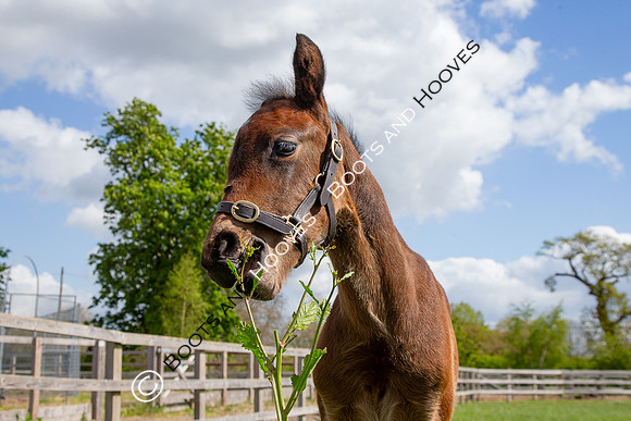 Foals