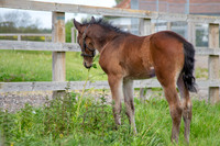 Foals