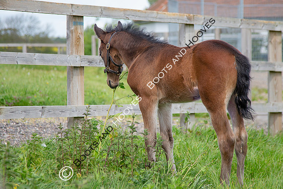 Foals