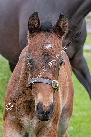 Foals