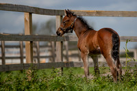 Foals