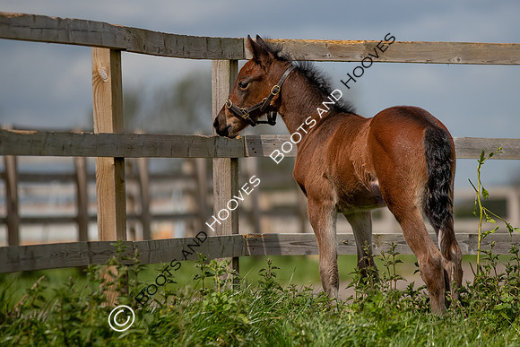 Foals