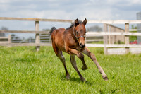 Foals