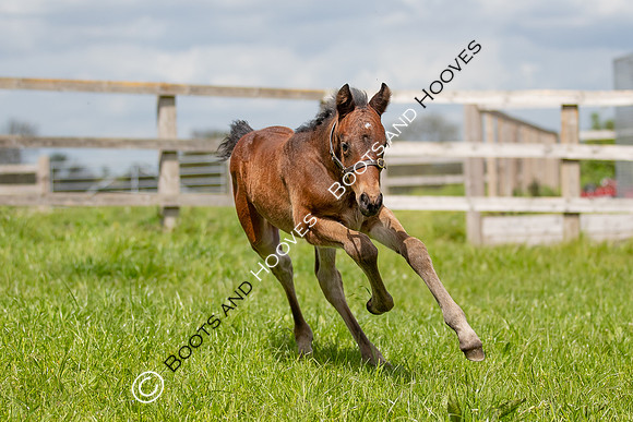 Foals