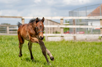 Foals