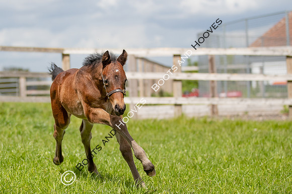 Foals