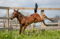Foals