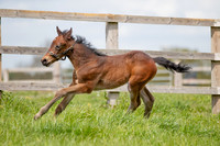 Foals